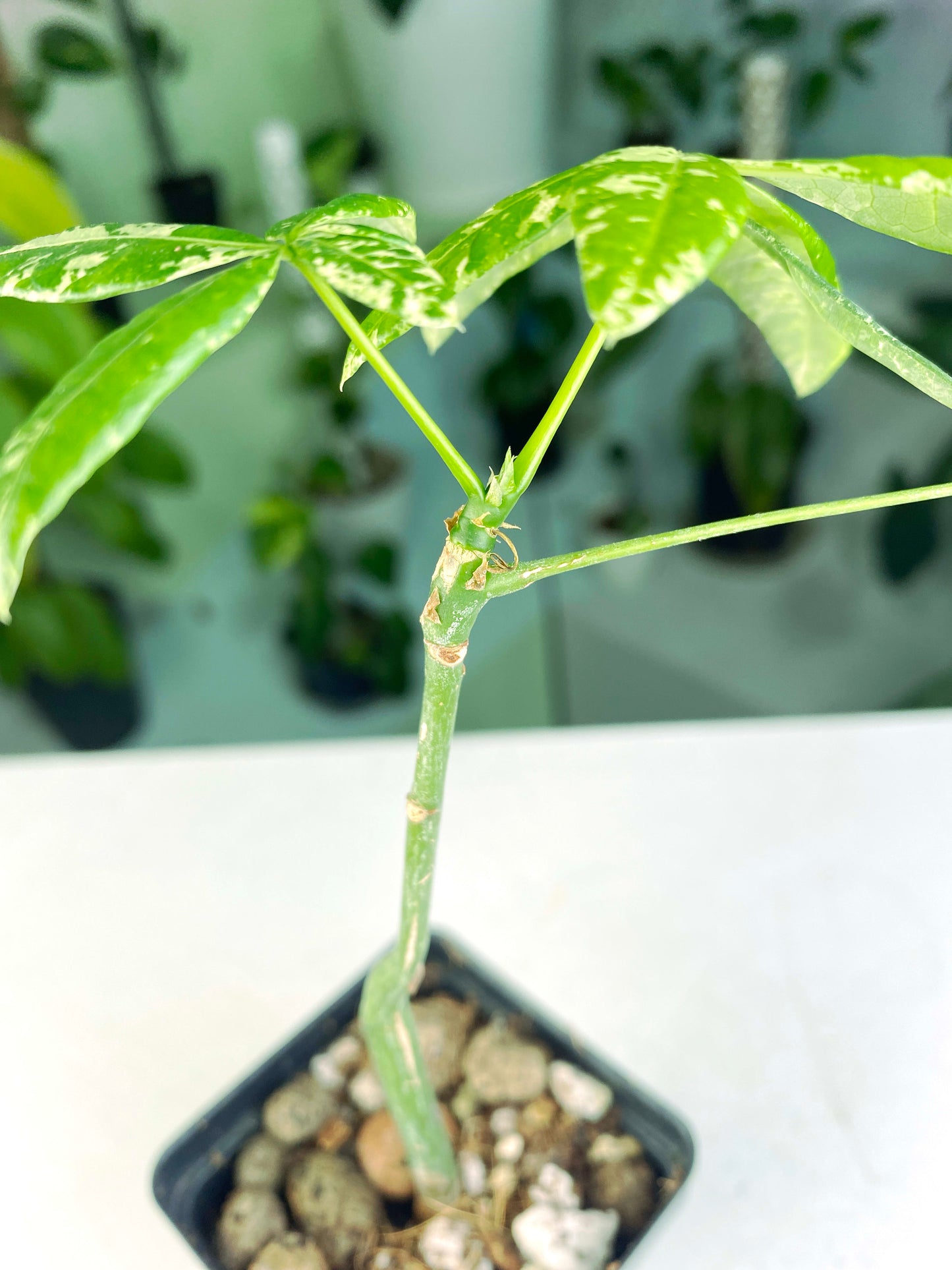 Pachira glabra "Milky Way" variegated (3:H1) [1402] | US Seller | Exact Plant | In-Stock