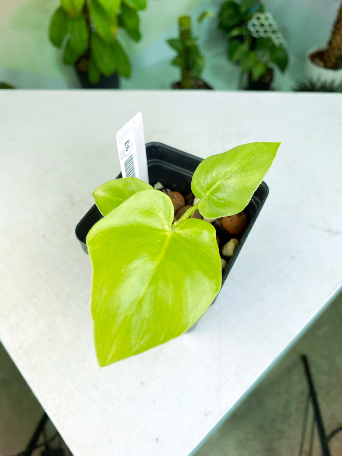 Philodendron warscewiczii "Aurea Flavum" (3:E6) [1122] | US Seller | Exact Plant | In-Stock