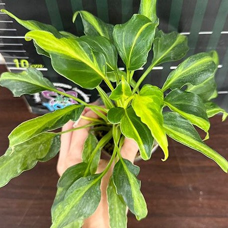 philodendron xanadu variegated Philodendron Xanadu Dwarf Variegated 2.5" Grower's Choice *In Stock*