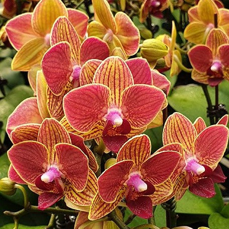 Phalaenopsis Fangmei Sweet 'Splash' 2.5" *Preorder* (5536P:G) | US-Based Seller | Rare Orchid
