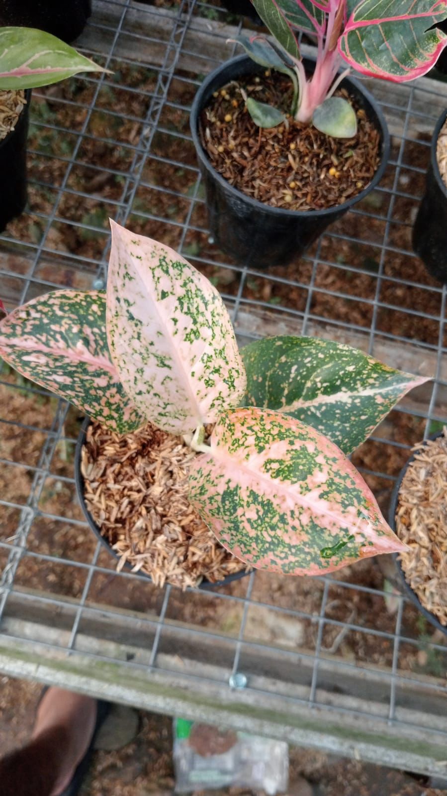 Aglaonema "Orange Stardust" variegated *Preorder* (3845P:G)