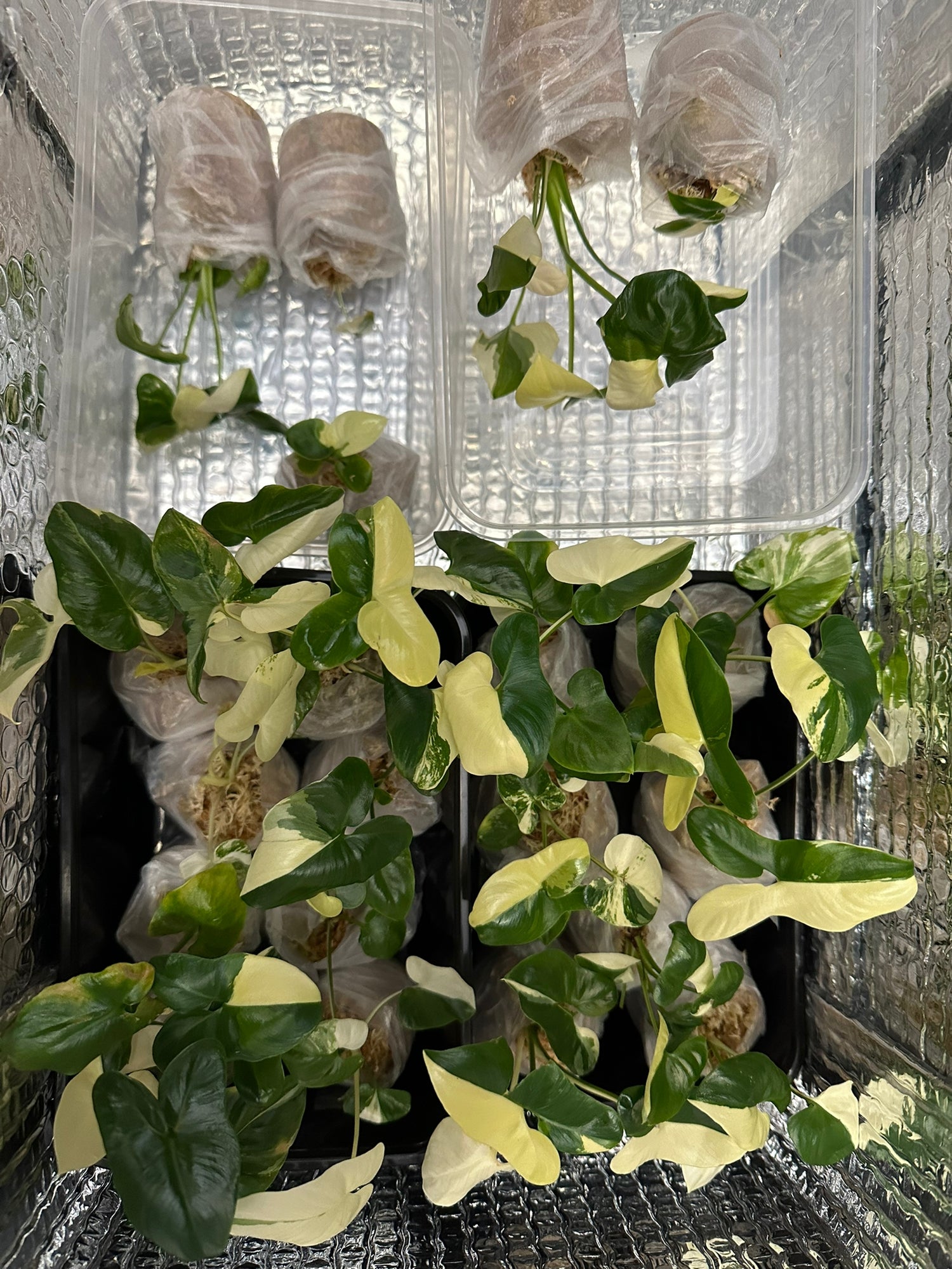 philodendron goeldii plant shipping Philodendron goeldii variegated TC Plantlet *Preorder* In Vitro (Premium Select)