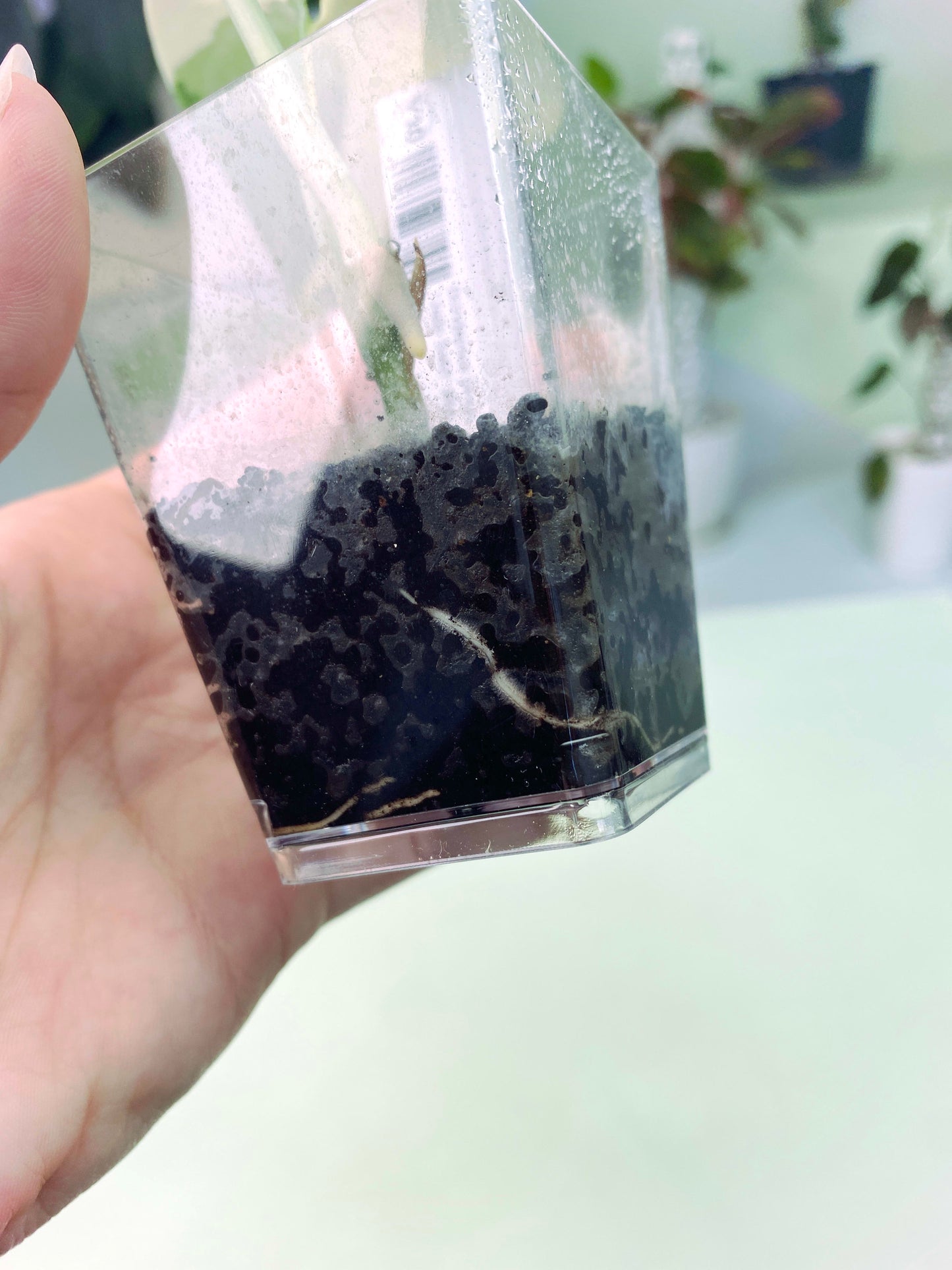 Scindapsus pictus "Jade Satin" albo premium 2 (3:Y10) [1389] | Exact Plant