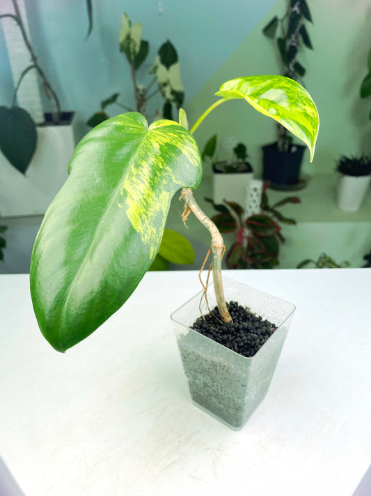 Philodendron "Florida Beauty" variegated (3:C5) [1438] | Rare Aroid | Exact Plant