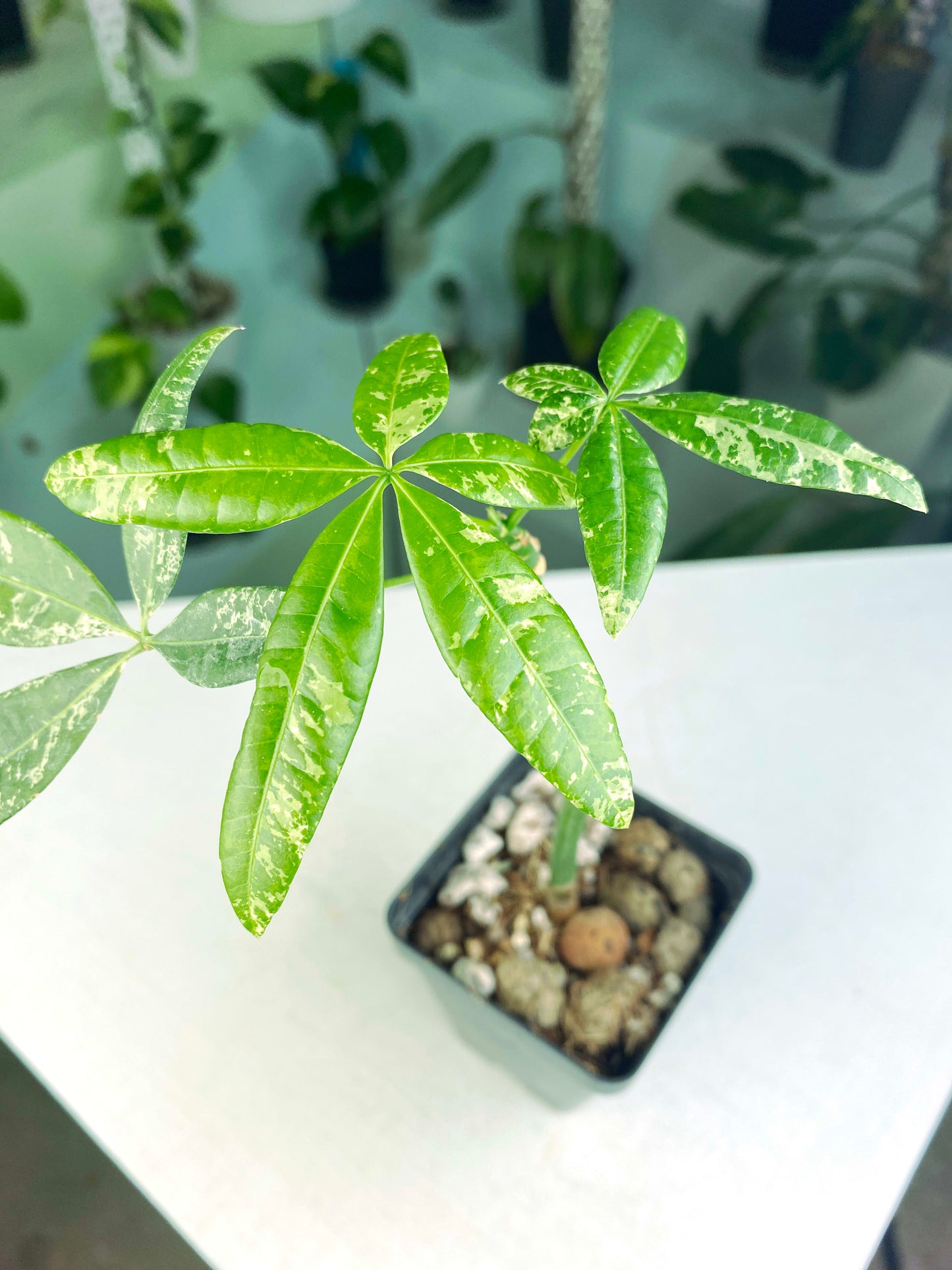 Pachira glabra "Milky Way" variegated (3:H1) [1402] | US Seller | Exact Plant | In-Stock