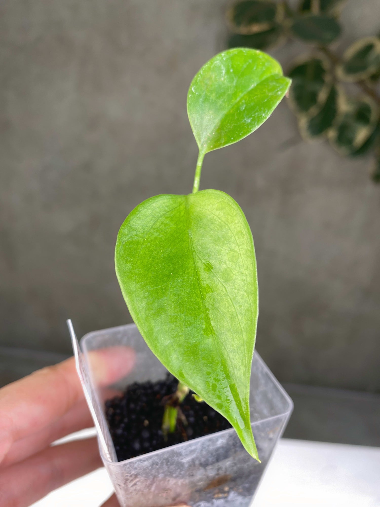 monstera deliciosa var sierrana Monstera deliciosa var. sierrana TC Plantlet Grower's Choice *In Stock – OrchidBox
