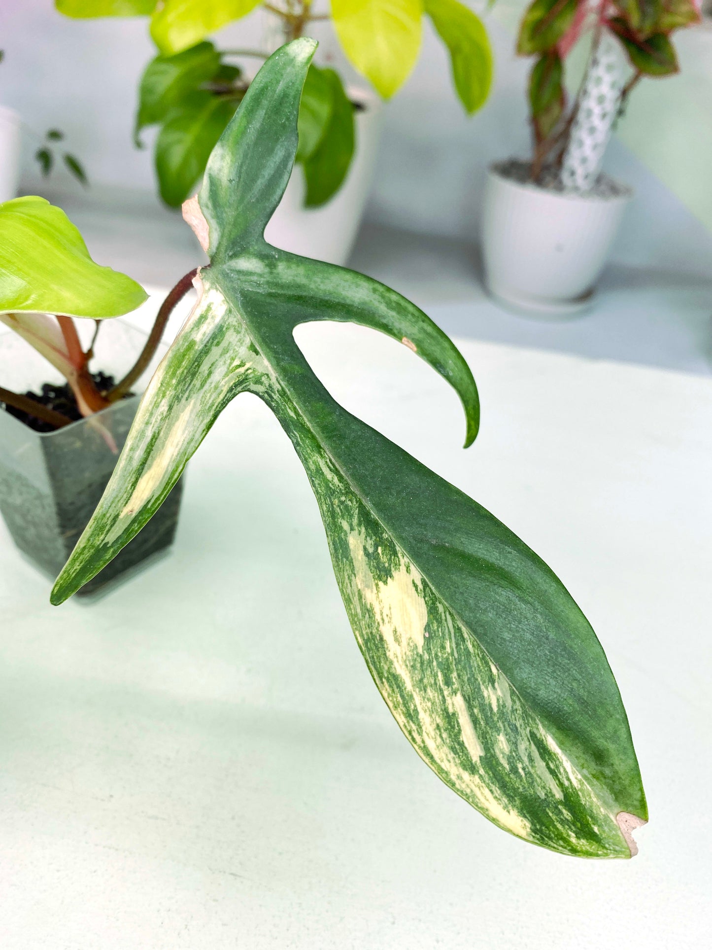 Philodendron "Florida Beauty" variegated (3:C4) [1438] | Rare Aroid | Exact Plant