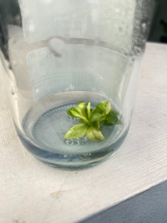 Philodendron nangaritense variegated TC Plantlet *Preorder* (3536P:2) | Rare Aroid