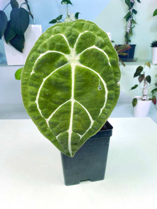 Anthurium forgetii (3:C3) [1305] | Rare Aroid | Exact Plant