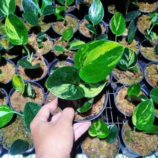 Scindapsus treubii "Dark Form" variegated *Preorder* (5650P:G) | Rare Aroid