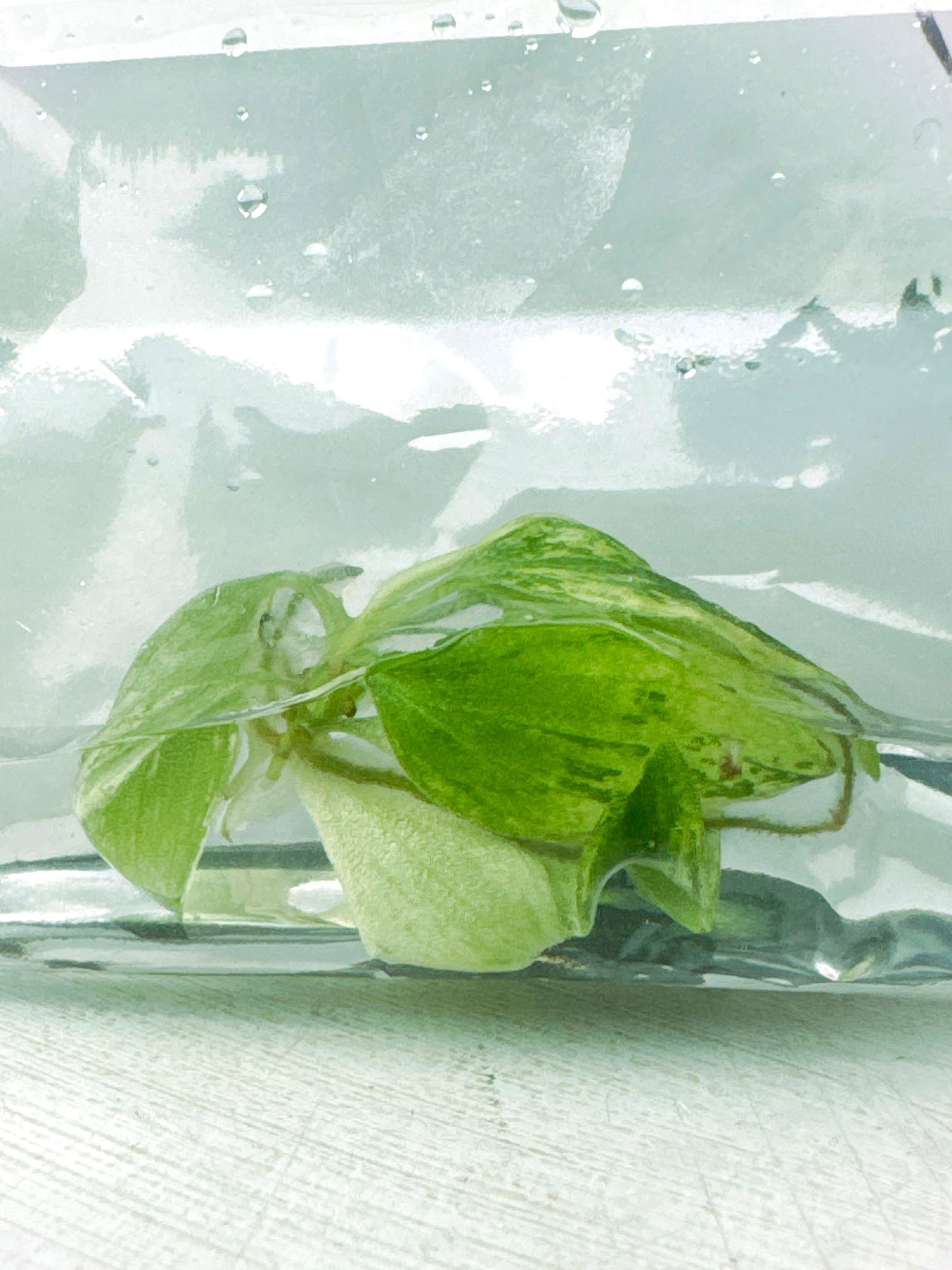 Philodendron joepii variegated TC plantlet (2:F4) [1361] | US Seller | Rare Aroid | Exact Plant | In-Stock