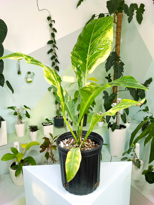 Anthurium Green Beauty variegata XXL (Z1) | Exact Plant