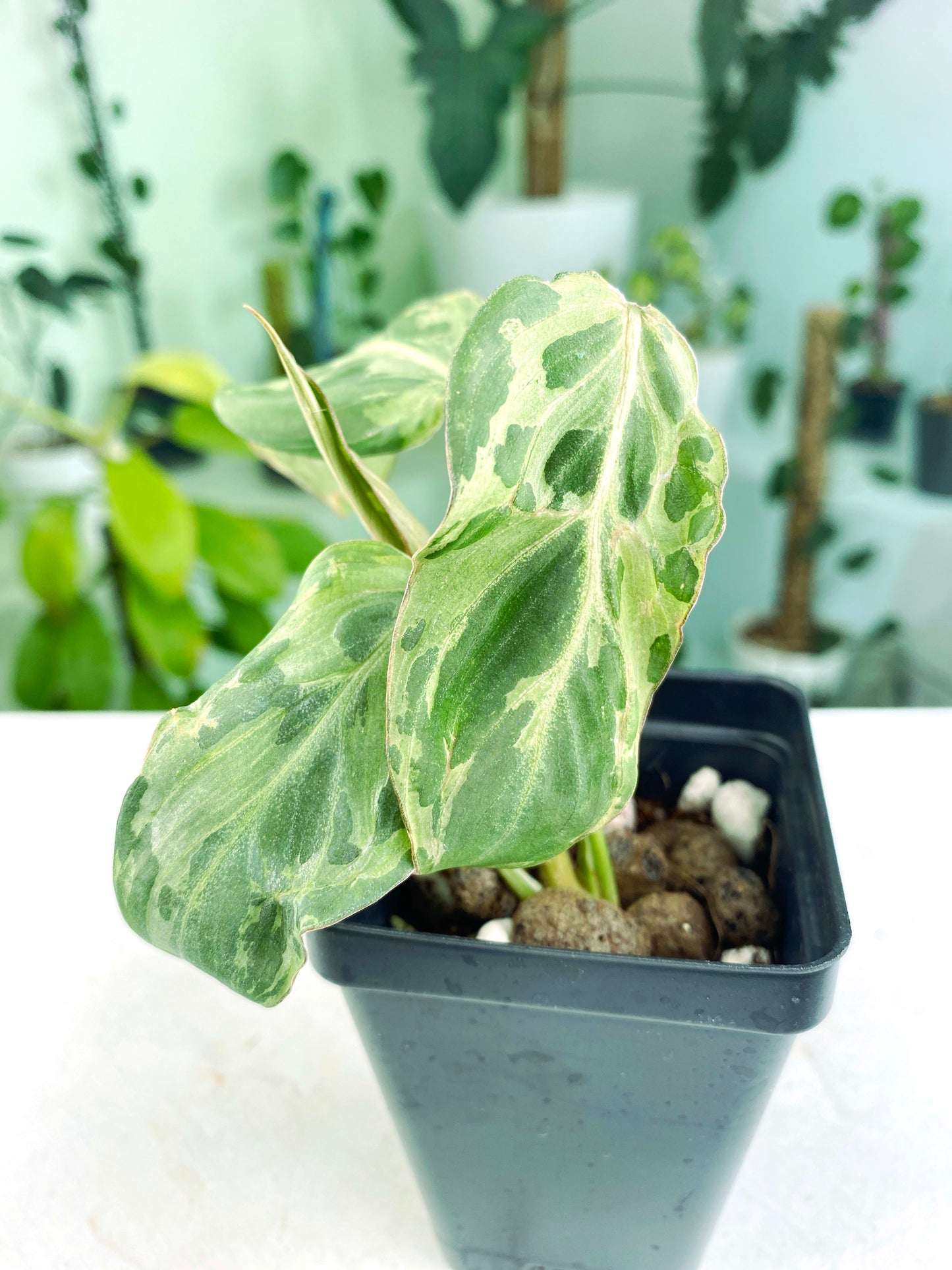 Philodendron gloriosum 'Variegated' / mutation (3:L3) [1295] | US Seller | Rare Aroid | Exact Plant | In-Stock
