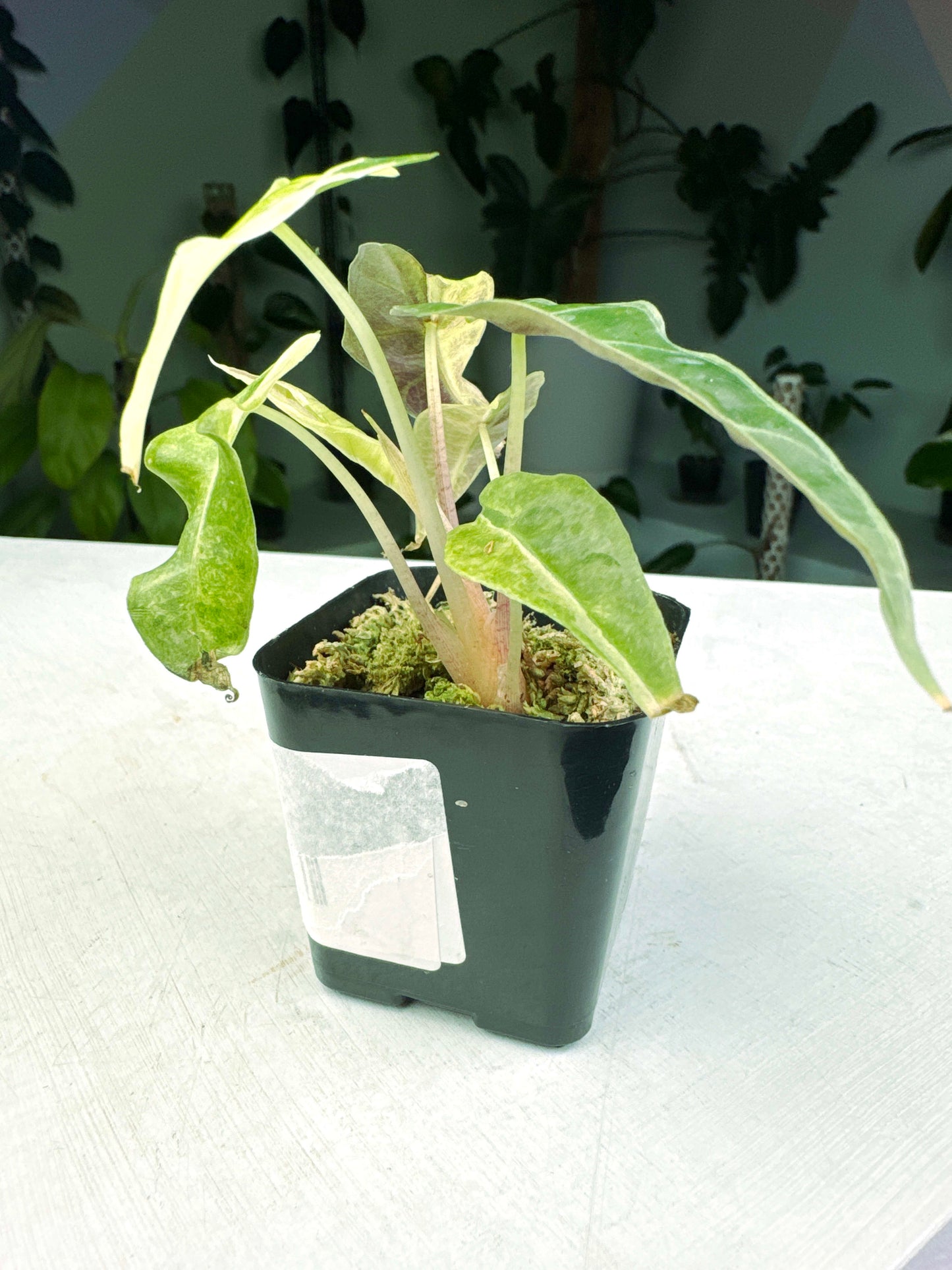 Alocasia "Amazonica" variegated A (2:J1) [1371] | US Seller | Exact Plant | In-Stock