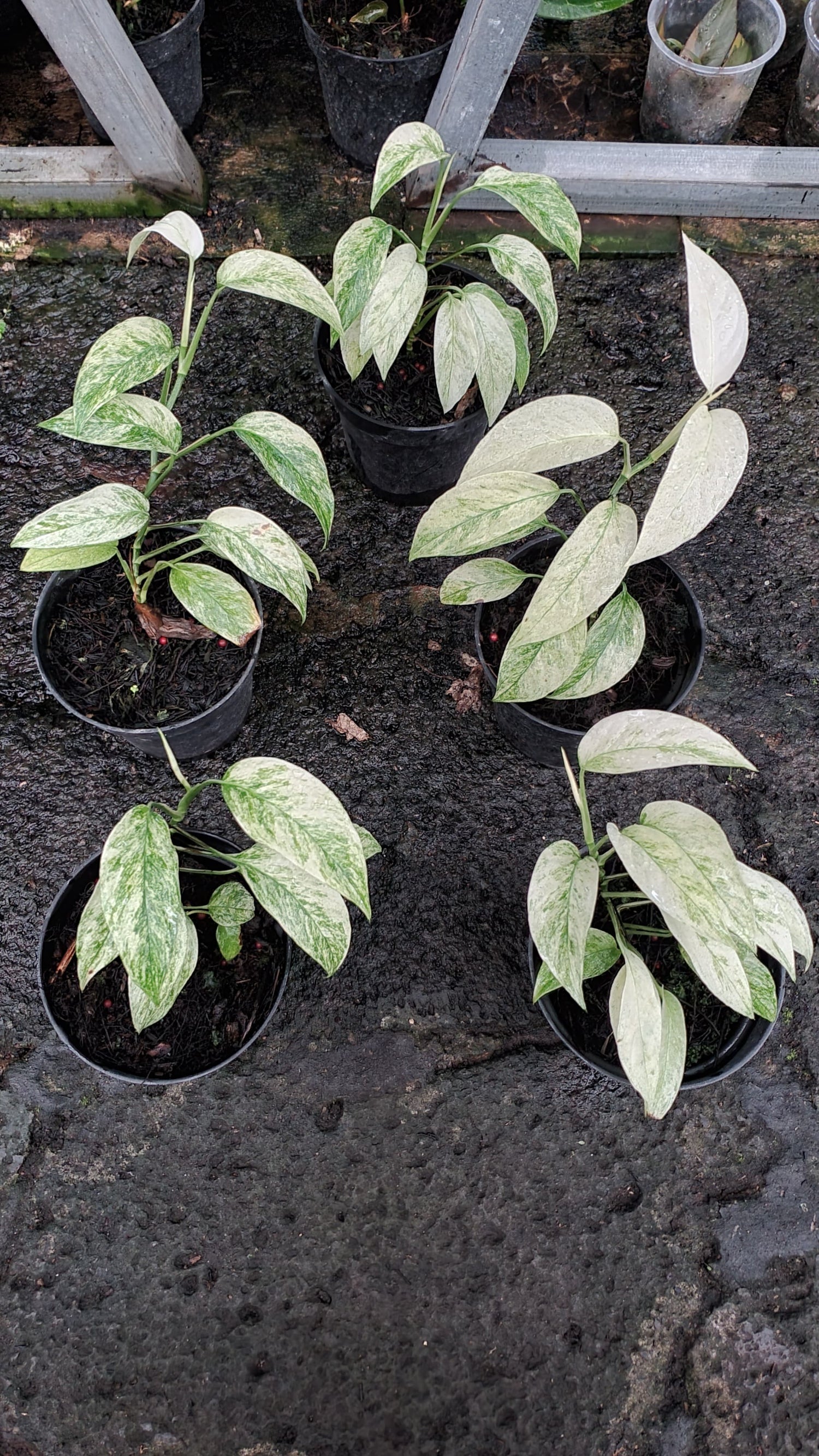 monstera laniata plant Monstera laniata Mint variegated Grower's Choice *In Stock* Planted (In Stock)