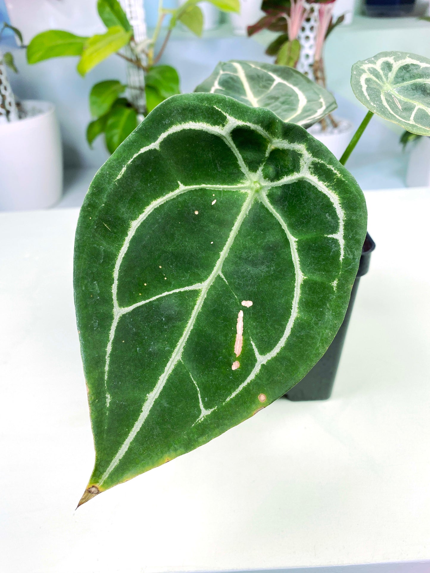 Anthurium forgetii (3:C9) [1305] | Rare Aroid | Exact Plant