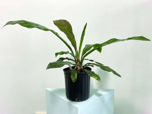 Anthurium red hookeri XXL (3:C1) [999] | Rare Aroid | Exact Plant
