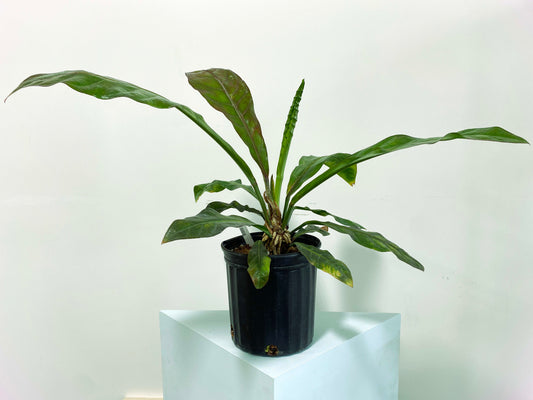 Anthurium red hookeri XXL (C1) | Exact Plant