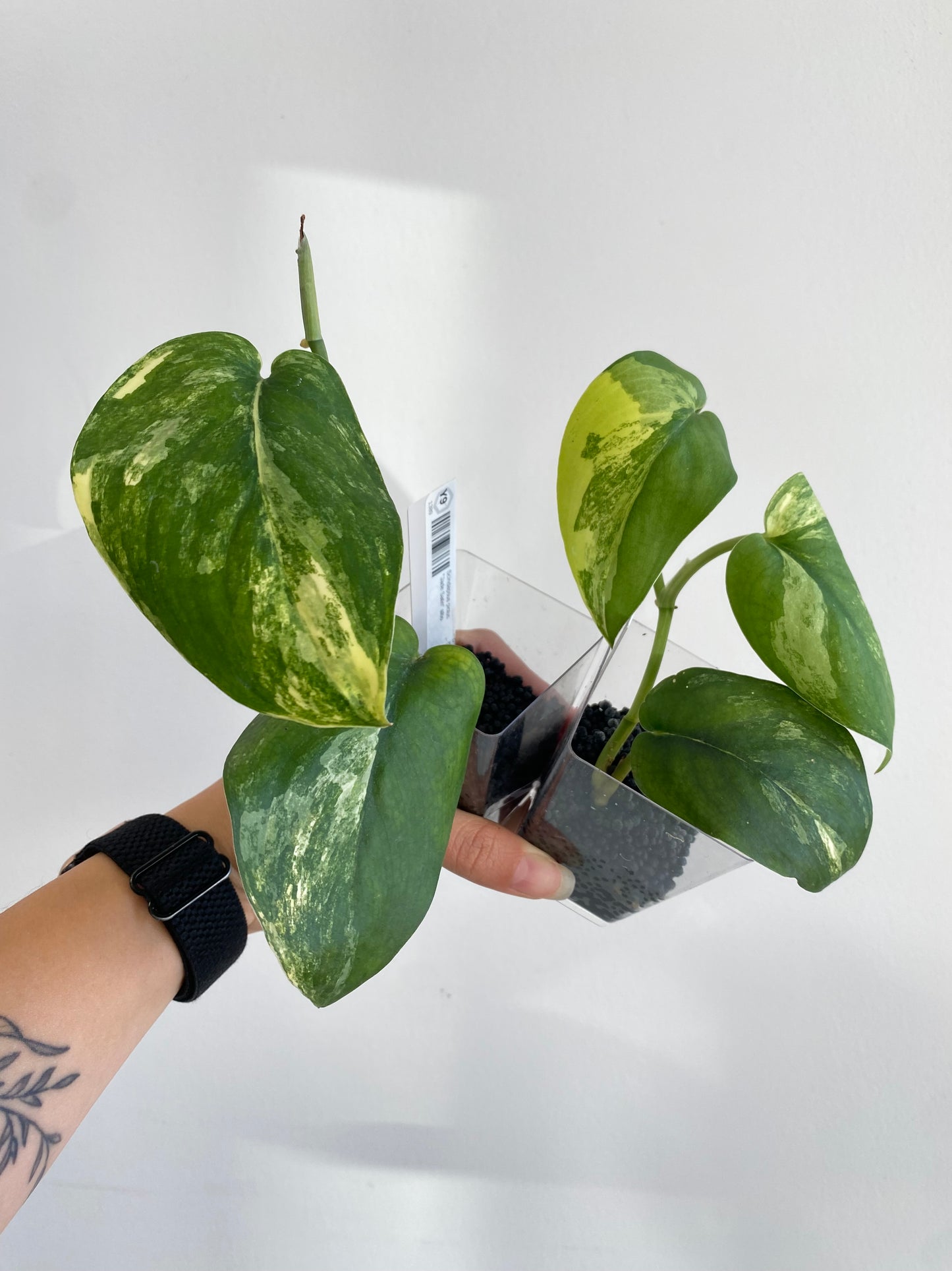 Scindapsus pictus "Jade Satin" albo variegated *Preorder* (5563P:G) | US-Based Seller | Rare Aroid