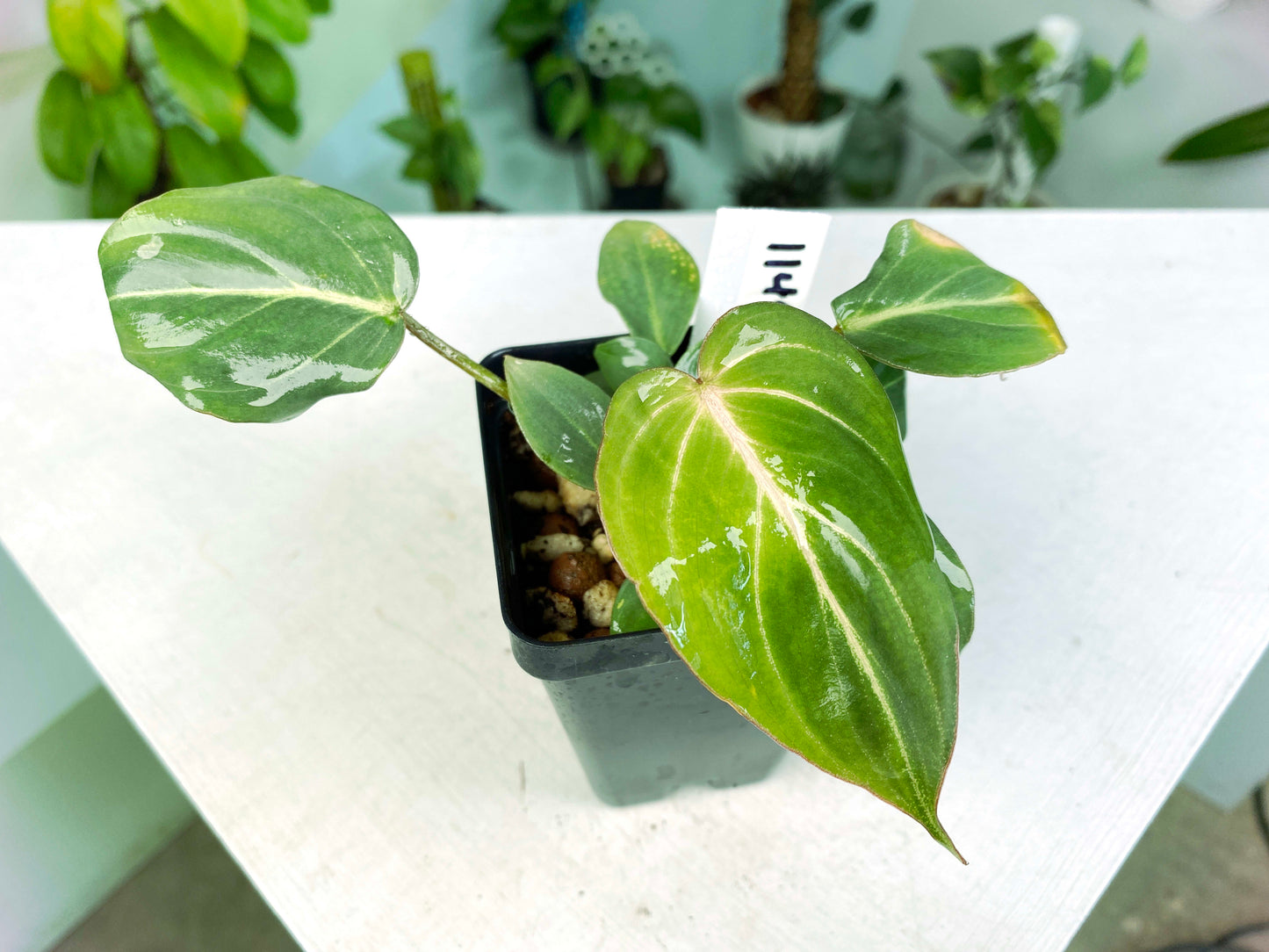 Philodendron gloriosum dark form (2:F10) [1149] | US Seller | Rare Aroid | Exact Plant | In-Stock