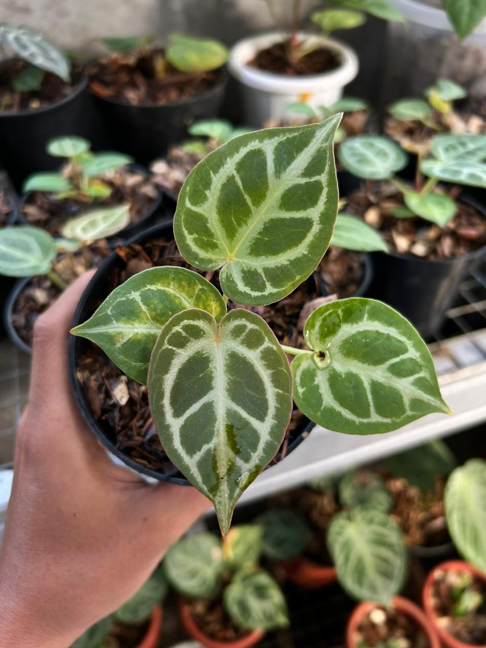 Anthurium "Red Crystallinum" x ("King of Spades" x "Red Crystallinum") HU... *Preorder* (5649P:3)