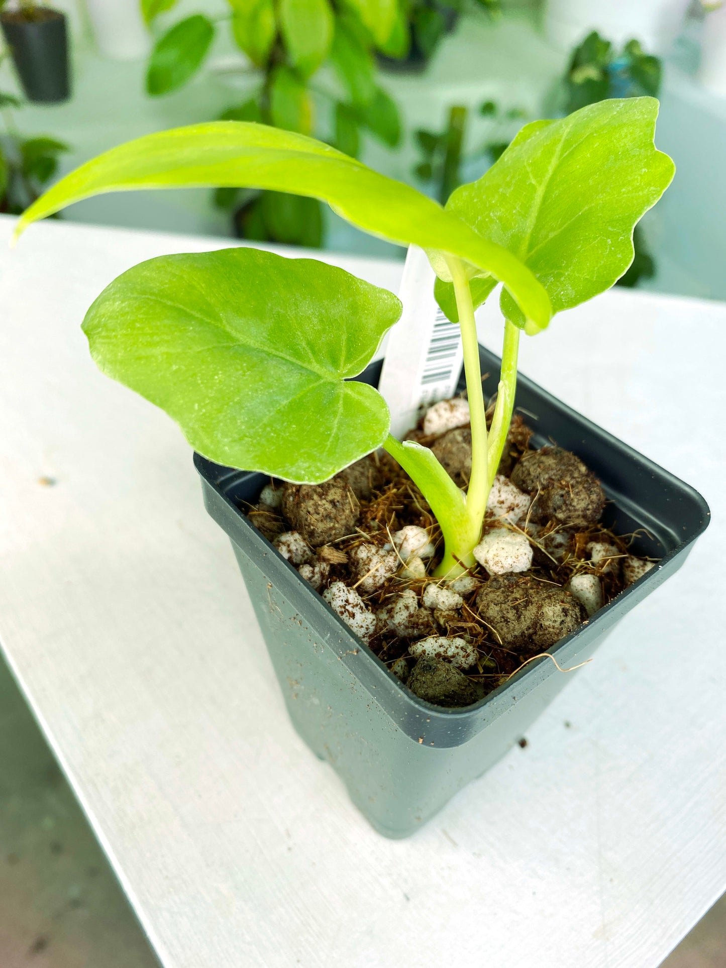 Philodendron warscewiczii "Aurea Flavum" (3:E13) [1122] | US Seller | Exact Plant | In-Stock