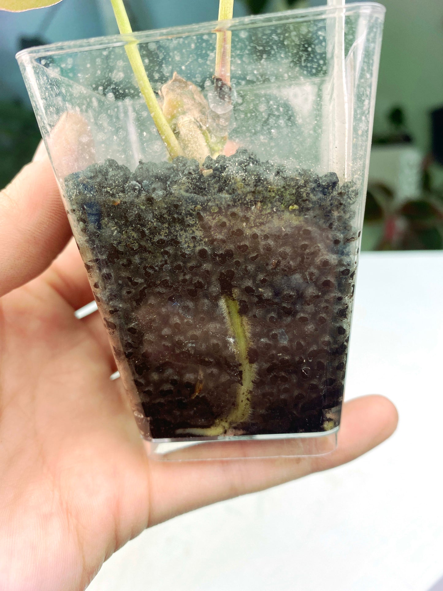 Anthurium papillilaminum "Dark Form" × crystallinum "Dorayaki" (3:T2) [1386] | Rare Aroid | Exact Plant