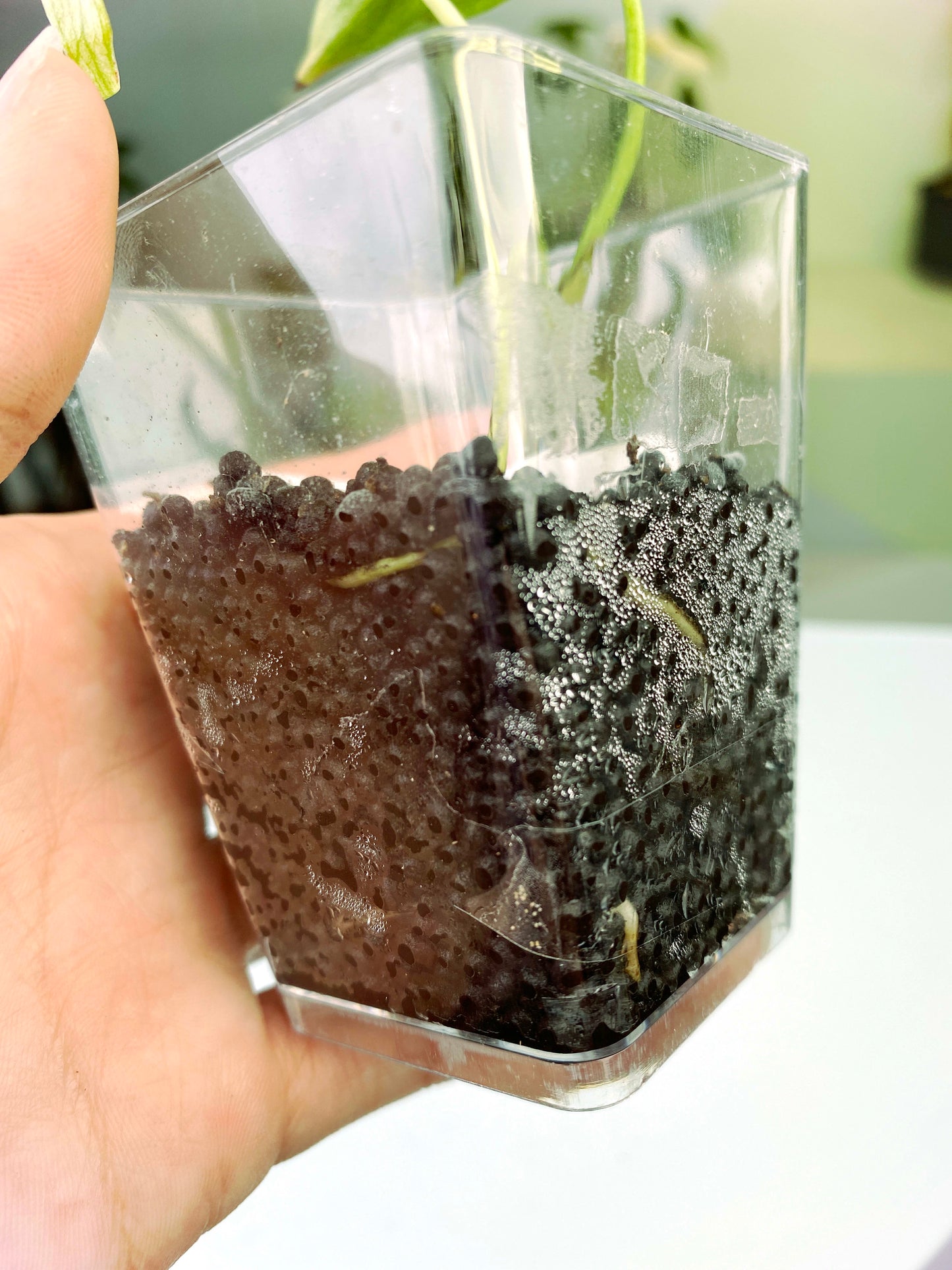 Monstera deliciosa "Mint" variegated (3:T1) [1369] | Rare Aroid | Exact Plant