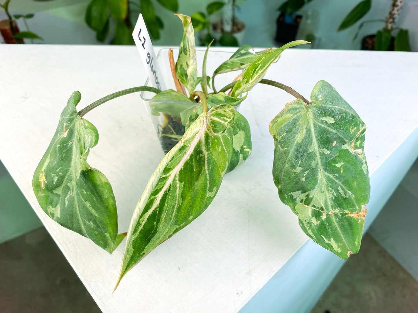 Philodendron gloriosum Variegated / mutation (3:L100) [1295] | US Seller | Rare Aroid | Exact Plant | In-Stock