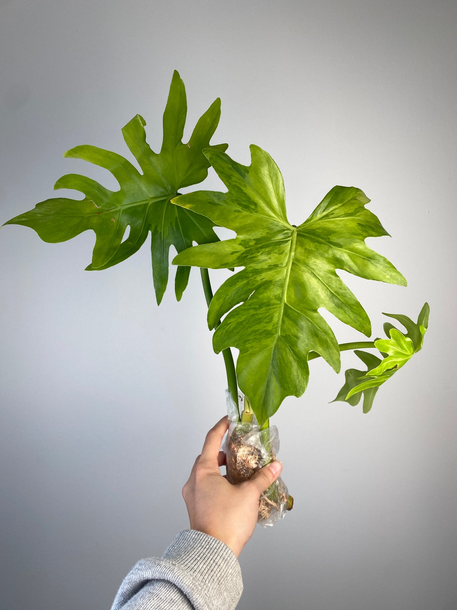 philodendron radiatum variegated Philodendron radiatum variegated TC Plantlet *Preorder*
