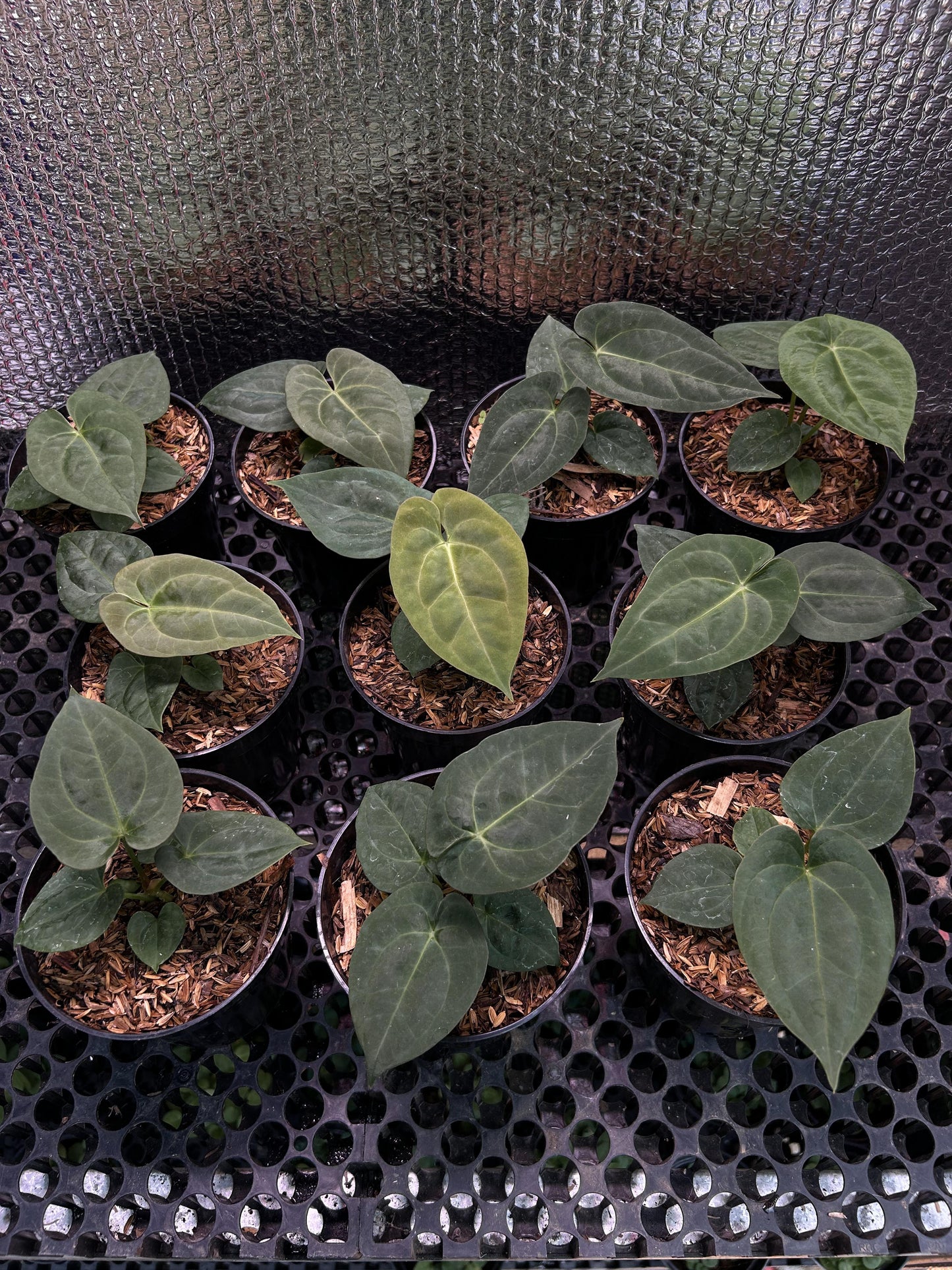 Anthurium "Dark Phoenix" seed grown *Preorder* (6113P:3) | US-Based Seller | Rare Aroid