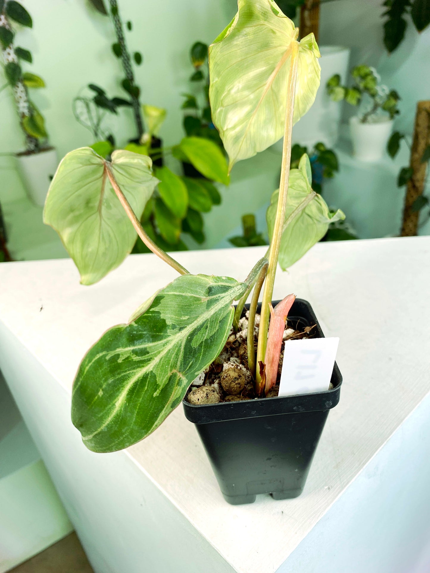 Philodendron gloriosum Variegated / mutation (3:L17) [1295] | US Seller | Rare Aroid | Exact Plant | In-Stock