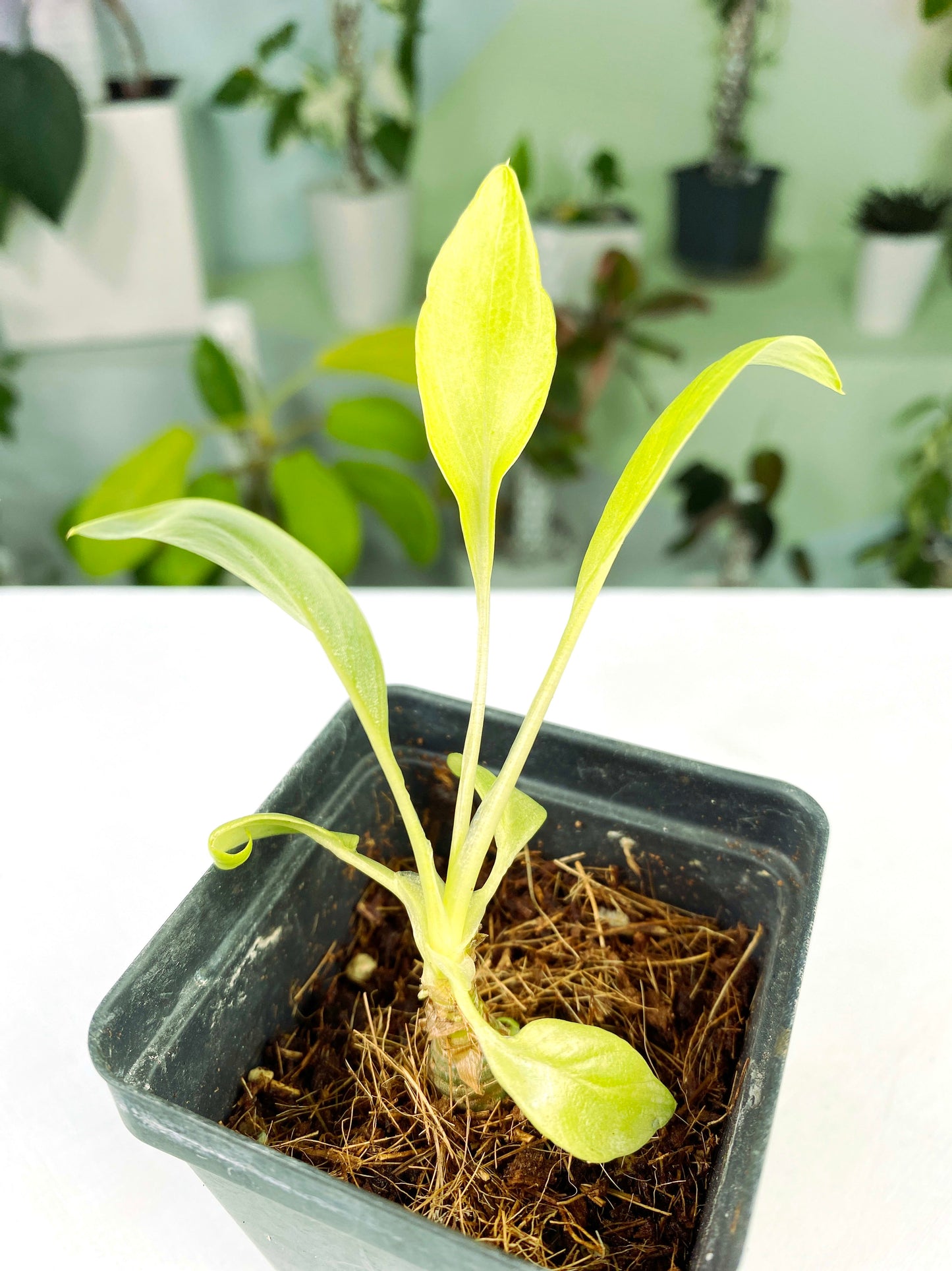 Philodendron warscewiczii "Aurea Flavum" (3:E100) [1122] | Rare Aroid | Exact Plant