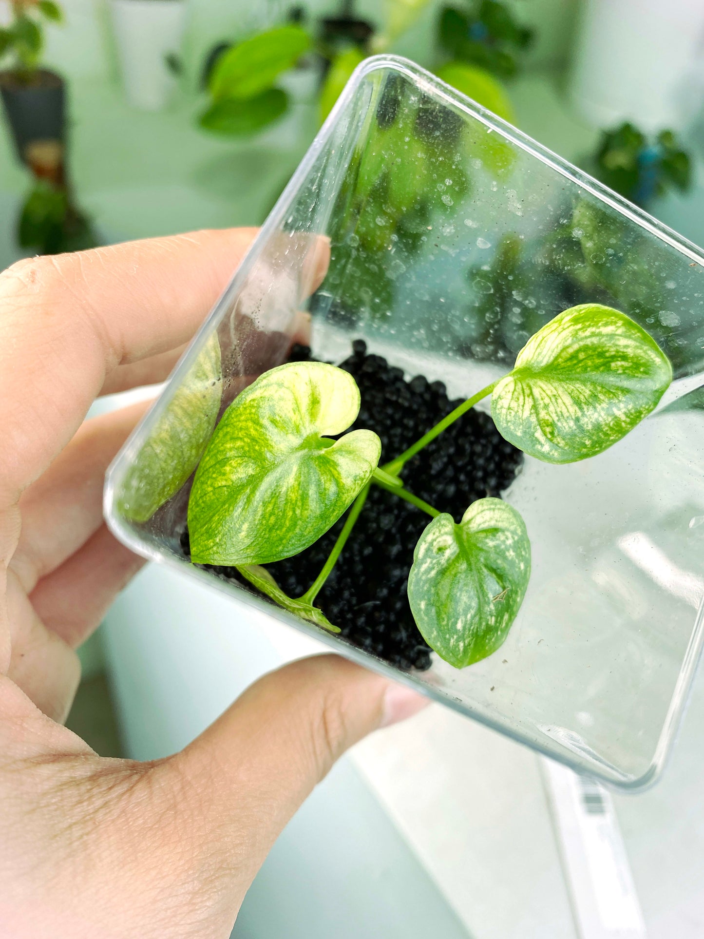 Philodendron goeldii "Mint" (3:A5) [1270] | US Seller | Rare Aroid | Exact Plant | In-Stock