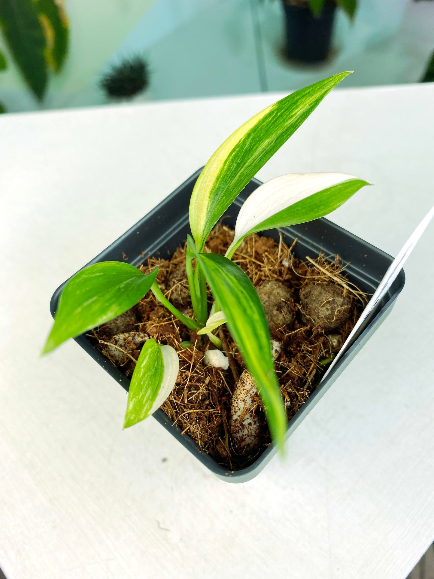 Epipremnum amplissimum variegata (3:L5) [662] | Exact Plant