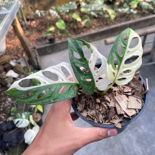 Monstera adansonii "Tricolor" variegated Small 1-2 Leaf *Preorder* (5551P:3) | Rare Aroid