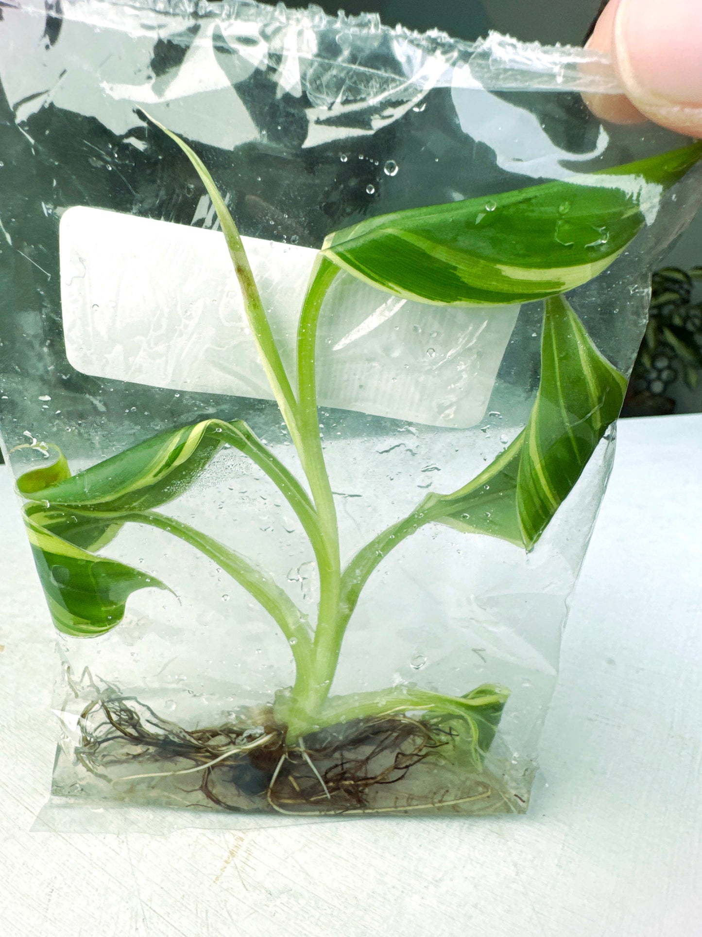 Musa "NO NO" variegated (G:L1) [1365] | US Seller | Exact Plant | In-Stock