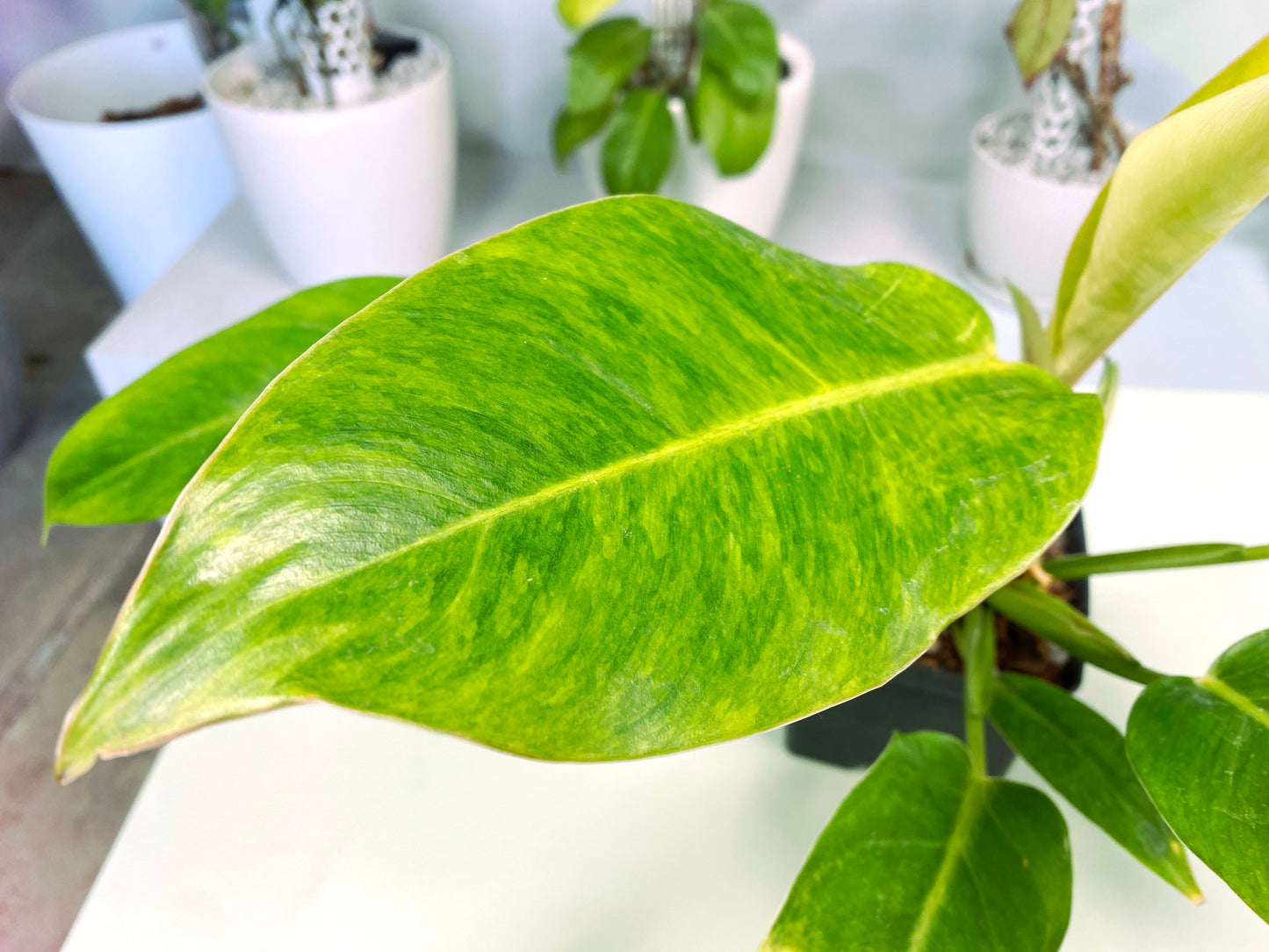 Philodendron "Calkin's Gold" variegated LG (3:M1) [1462] | Exact Plant