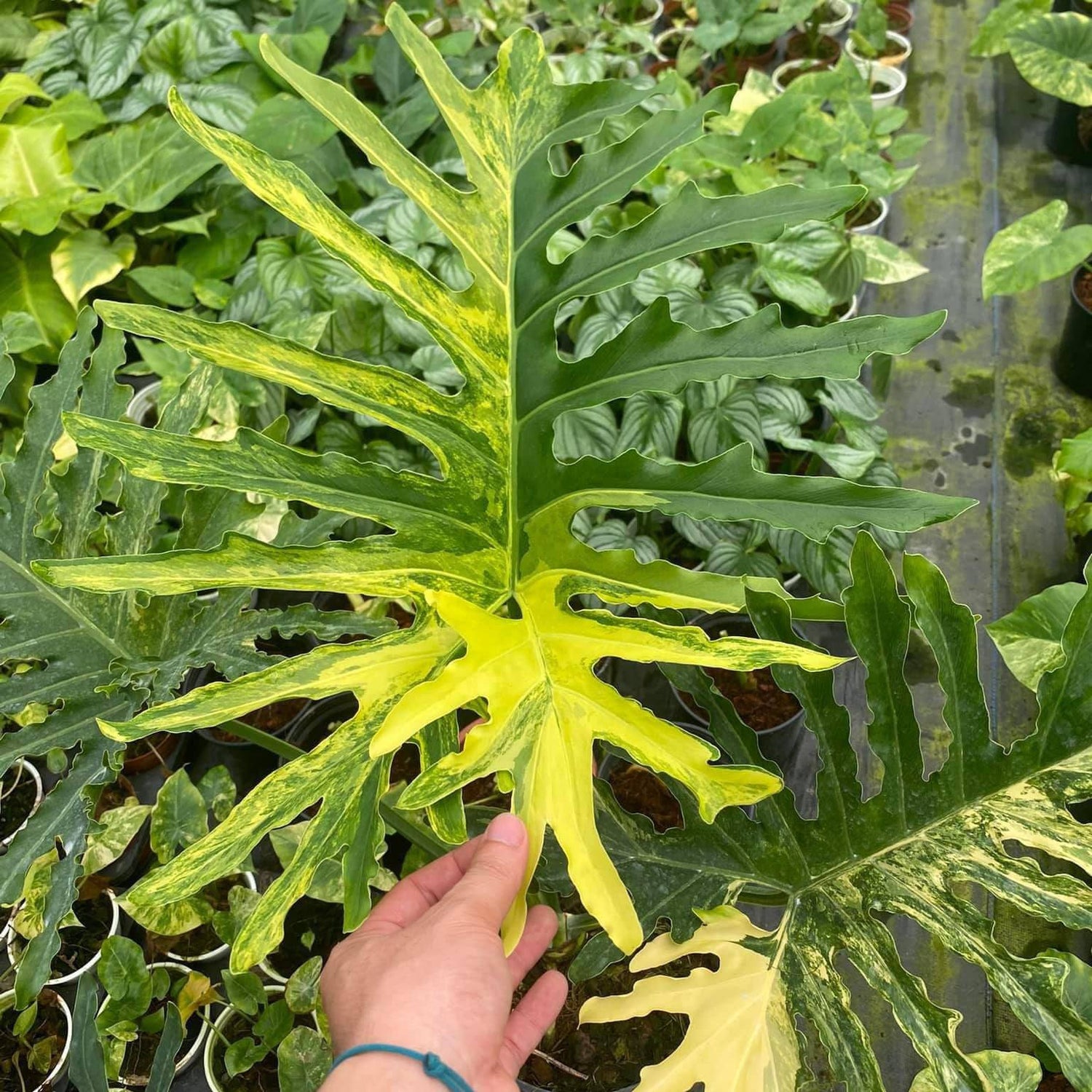 philodendron bipinnatifidum variegated Thaumatophyllum bipinnatifidum Selloum variegated TC Plantlet *Preorder* In Vitro