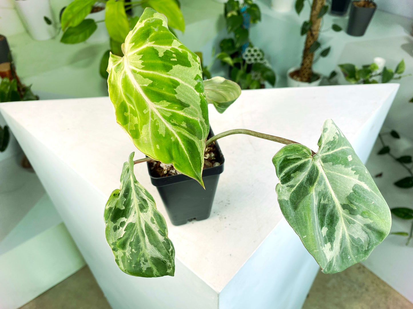 Philodendron gloriosum Variegated / mutation (3:L17) [1295] | US Seller | Rare Aroid | Exact Plant | In-Stock