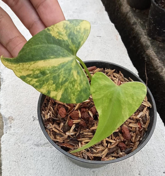 Anthurium "Pterodactyl" variegated SM *Preorder* (5870P:2) | US-Based Seller | Rare Aroid