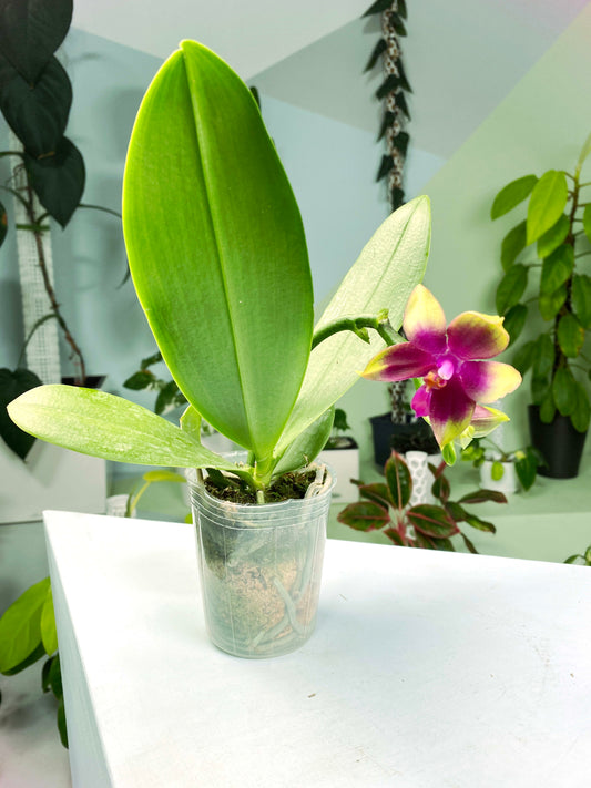 Phalaenopsis Meidarland Kaiulani '700' In spike (G:Y1) [1546] | Rare Orchid | Exact Plant