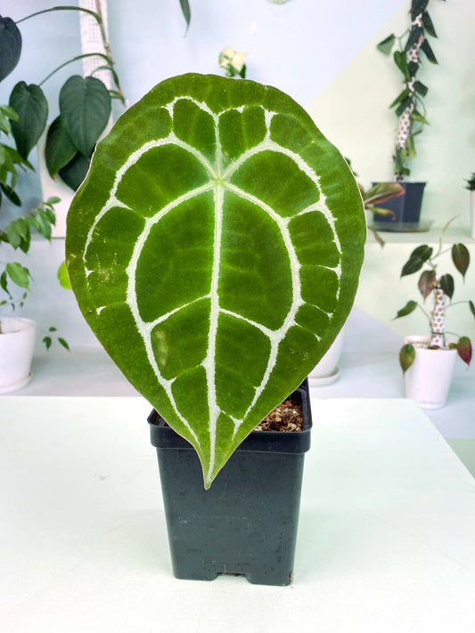 Anthurium forgetii (3:C11) [1305] | Rare Aroid | Exact Plant