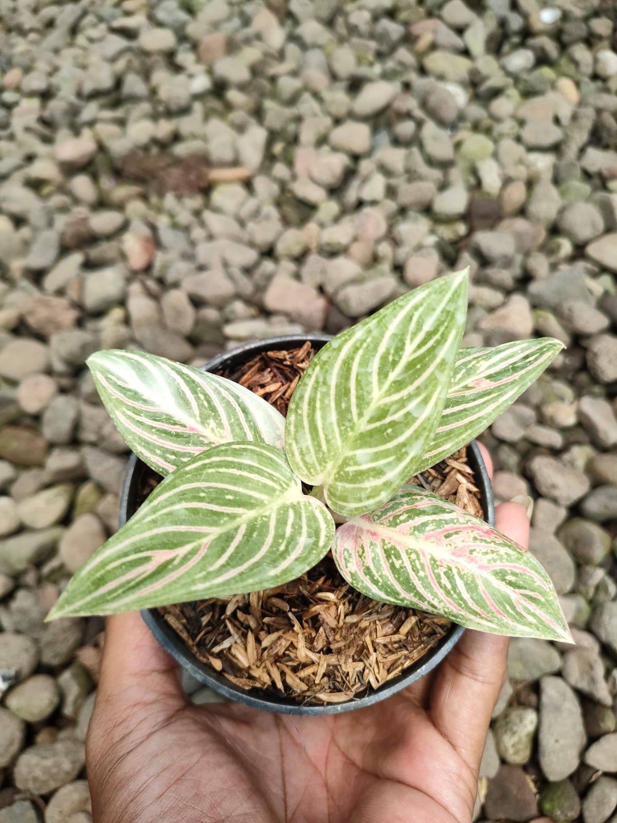 Aglaonema "Golden Hope" variegated *Preorder* (6626P:3)