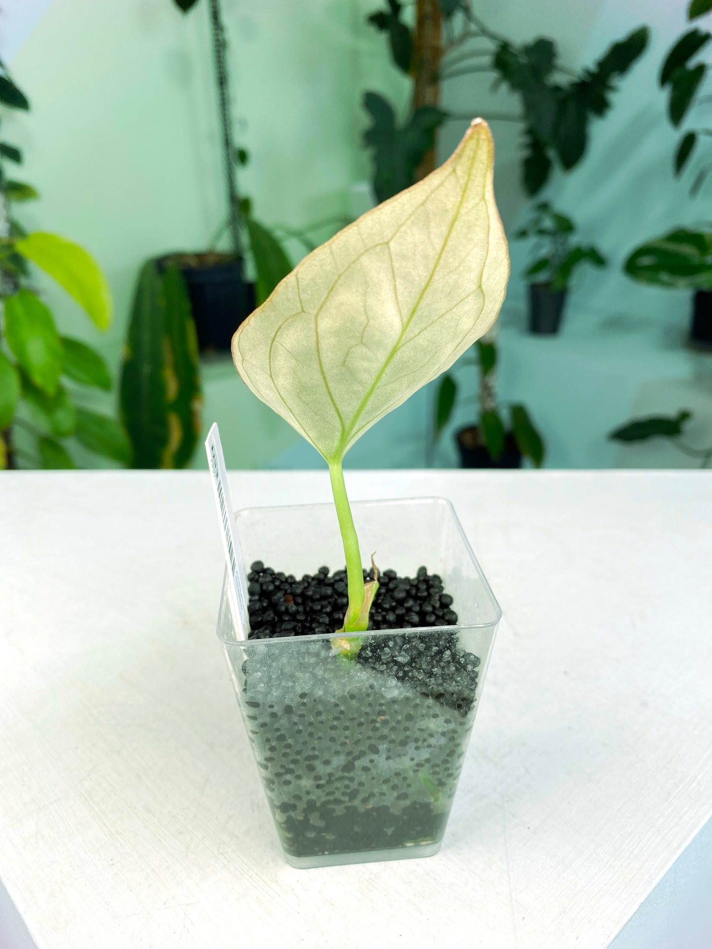 Anthurium "King of Spades" Mr. Hu / Haji Ulih seedling (3:H33) [1337] | Rare Aroid | Exact Plant