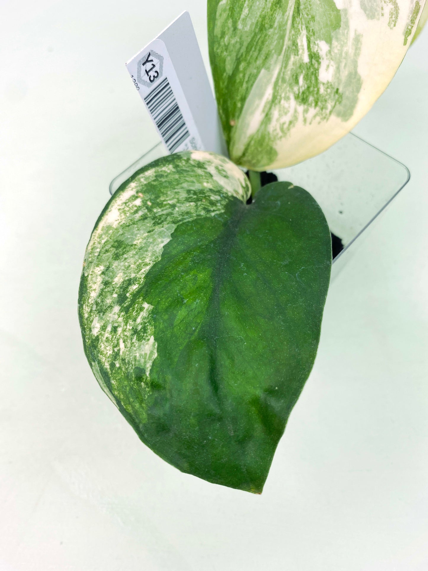 Scindapsus pictus "Jade Satin" albo (3:Y13) [1389] | Exact Plant