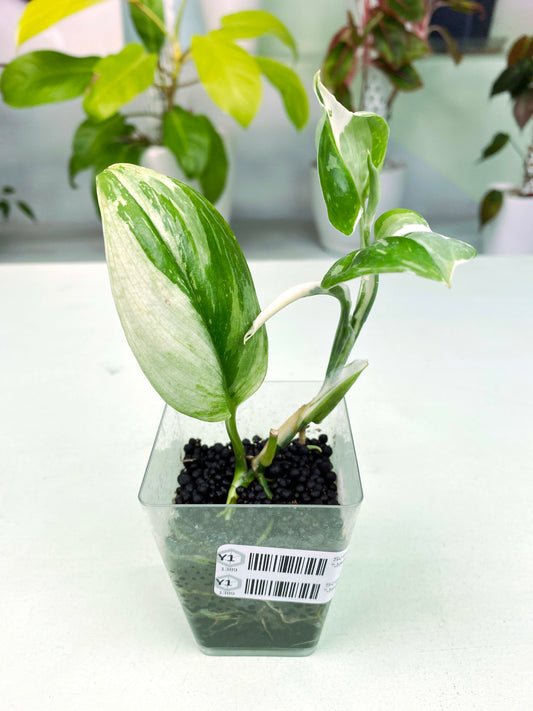 Scindapsus pictus "Jade Satin" albo (3:Y1) [1389] | Exact Plant