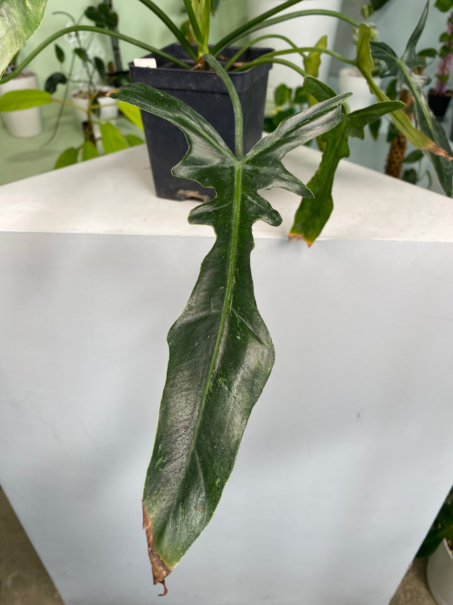 Philodendron "Golden Dragon Narrow" variegated (3:I3) [737] | US Seller | In-Stock