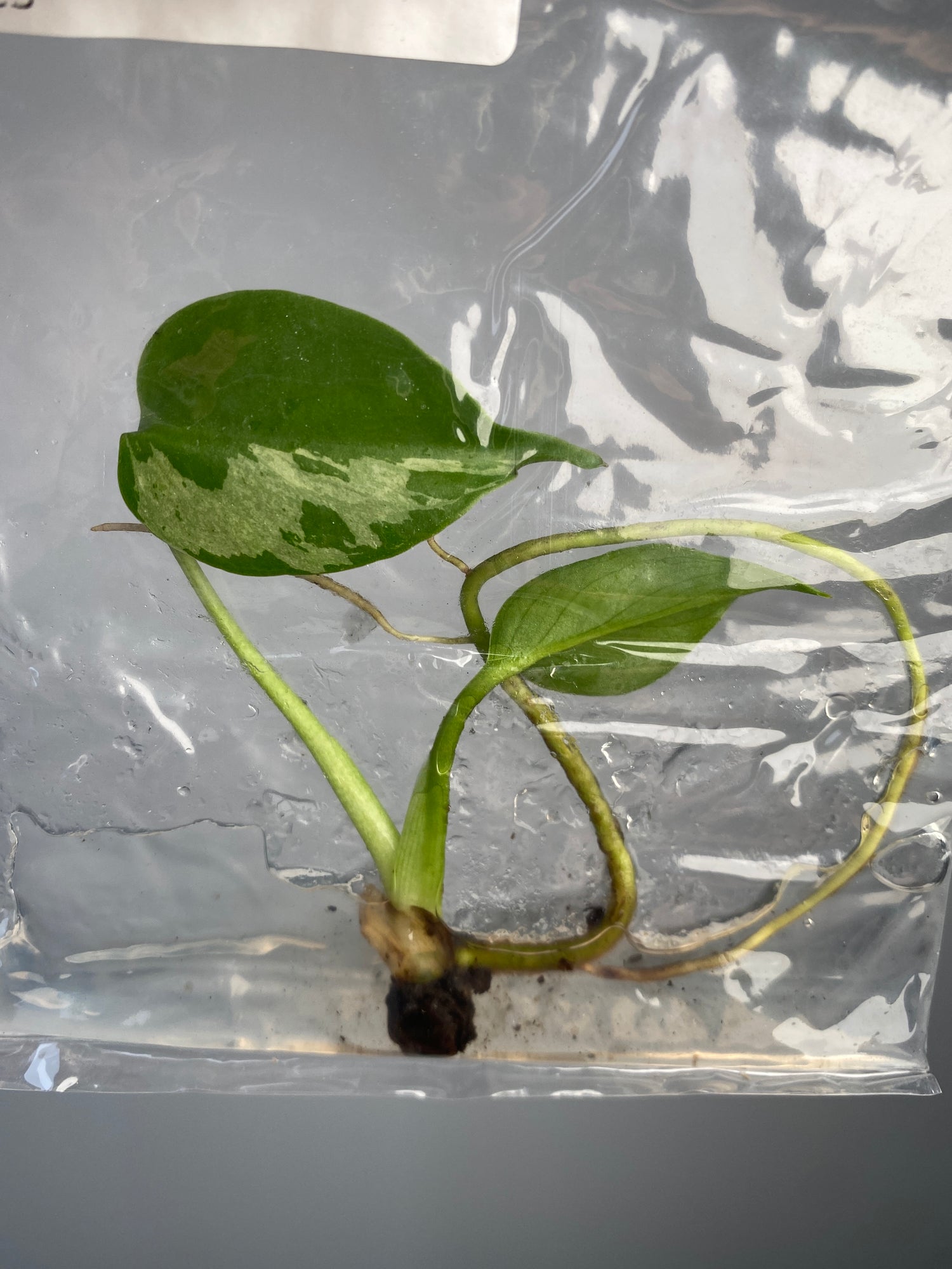 money plant stem turning black Monstera "Bulbasaur" variegated Grower's Choice *In Stock* – OrchidBox