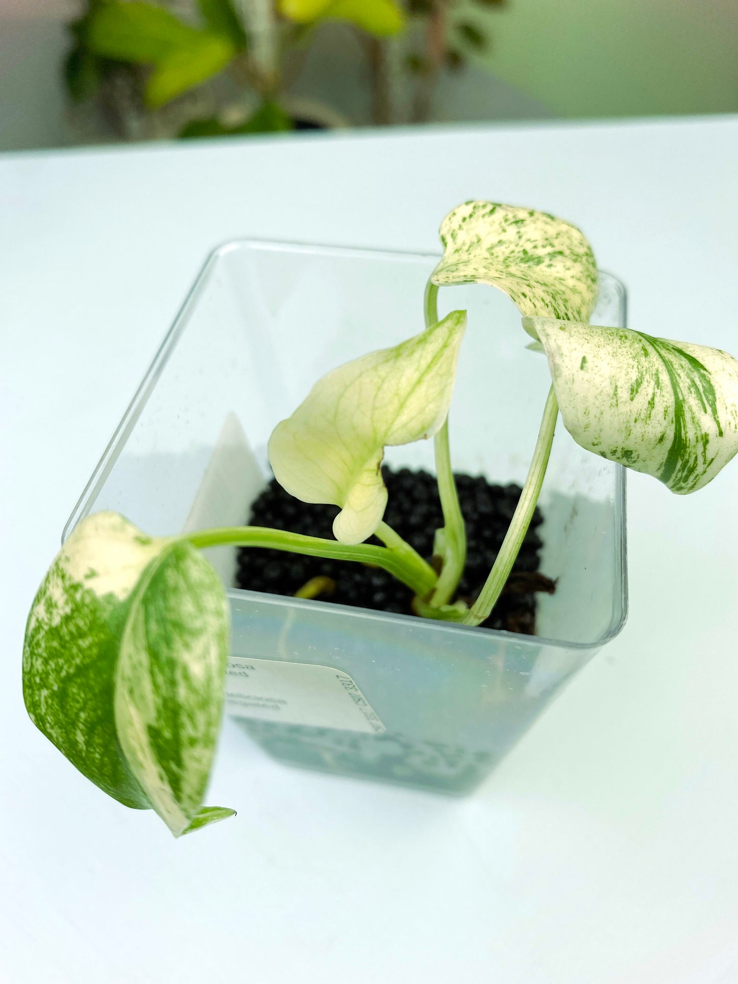 Monstera deliciosa "Mint" variegated (3:K3) [1417] | Rare Aroid | Exact Plant